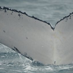 Fluke of HW-MN1100351