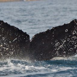 Fluke of CRC-16292