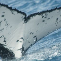 Fluke of HW-MN1100392