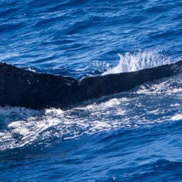 Fluke of CRC-16678