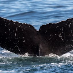 Fluke of CRC-12116