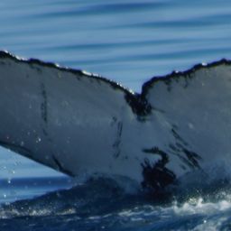 Fluke of HW-MN1100446