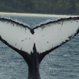 Fluke of PENDANT