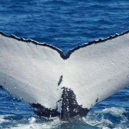 Fluke of MUIRFINN