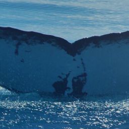 Fluke of HW-MN1100489
