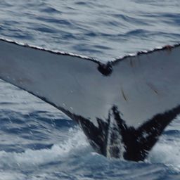 Fluke of HW-MN1100502