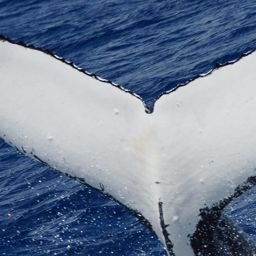 Fluke of SNOWDRIFT
