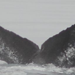 Fluke of Moray