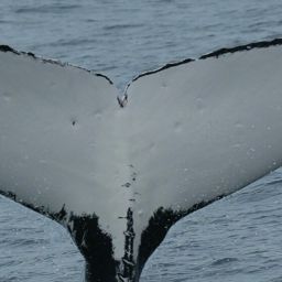 Fluke of DOVER