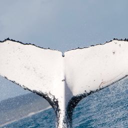 Fluke of ECWWC-BB10052
