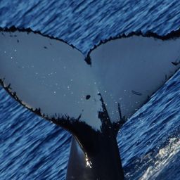 Fluke of HW-MN1100611
