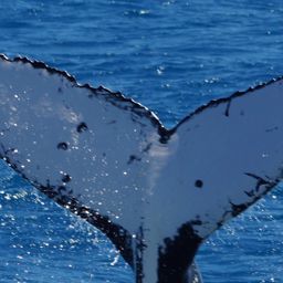 Fluke of HW-MN1100620