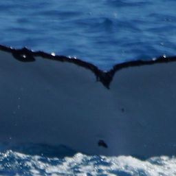 Fluke of HW-MN1100655