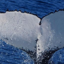 Fluke of HW-MN1100661