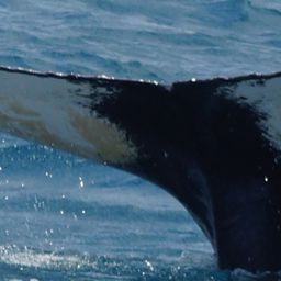 Fluke of HW-MN1100673