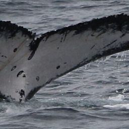 Fluke of HW-MN1100706
