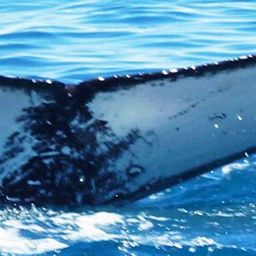 Fluke of HW-MN1100787