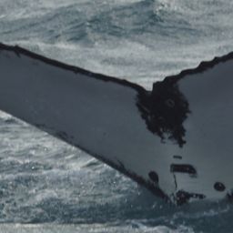 Fluke of HW-MN1100802