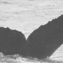 Fluke of CRC-10991