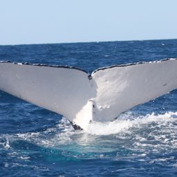 Fluke of HW-MN1100855