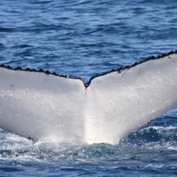 Fluke of HW-MN1100868