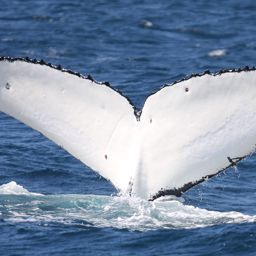 Fluke of ITALY