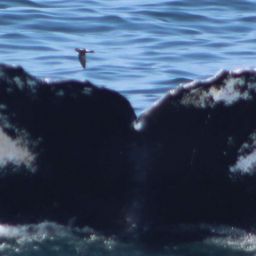 Fluke of Zuni