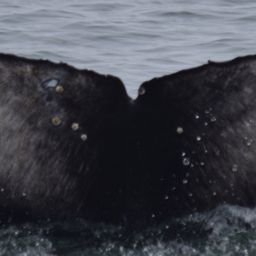 Fluke of 2018-2019 calf of CRC-15220