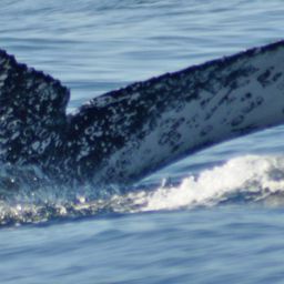 Fluke of FIBB-3BB631