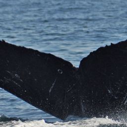 Fluke of HW-MN0520003