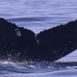 Fluke of CRC-22383