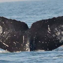 Fluke of CRC-21266