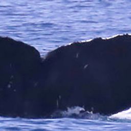 Fluke of CRC-18896