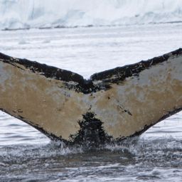 Fluke of AHWC-1141