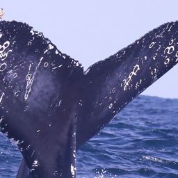 Fluke of Jaguar