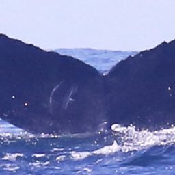 Fluke of CRC-20487