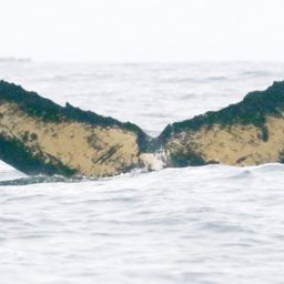 Fluke of AHWC-7411