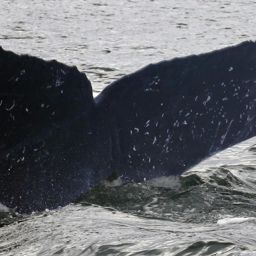 Fluke of FIBB-5BB931