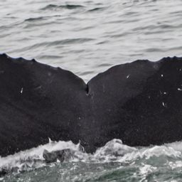 Fluke of CRC-16341