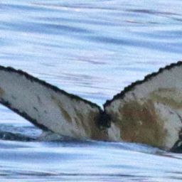 Fluke of AHWC-7407