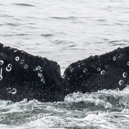 Fluke of CRC-18606