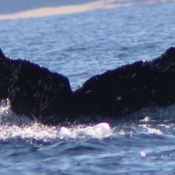 Fluke of FIBB-4BB466