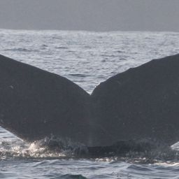 Fluke of CRC-18609