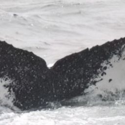 Fluke of CRC-18573