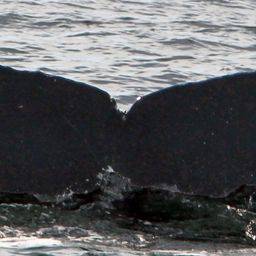 Fluke of CRC-17276