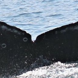 Fluke of CRC-21270