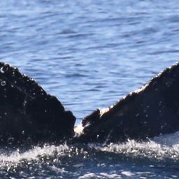 Fluke of CRC-17046