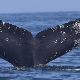 Fluke of HW-MN0520119
