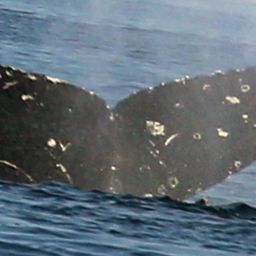 Fluke of CRC-23163