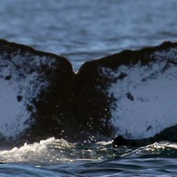 Fluke of CRC-16806